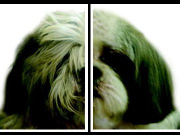 luxor shih-tzu avant après